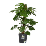 greensense aqua care rund 30cm holzkohlengrau